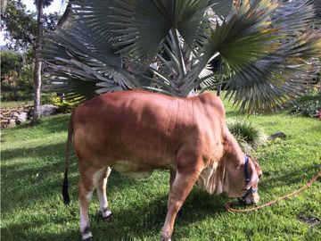 Finca independiente en venta Copacabana
