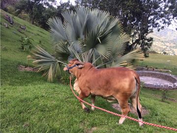 Finca independiente en venta Copacabana
