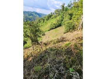 Se Vende Finca De Pastos En Salento
