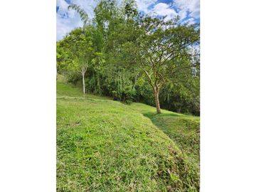 Se Vende Finca De Pastos En Salento