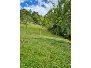 Se Vende Finca De Pastos En Salento