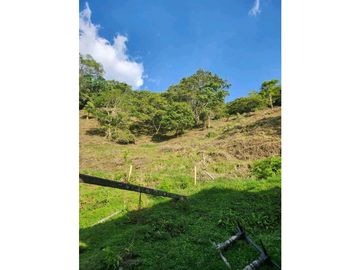 Se Vende Finca De Pastos En Salento