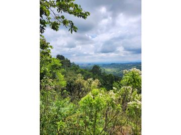 Se Vende Finca De Pastos En Salento