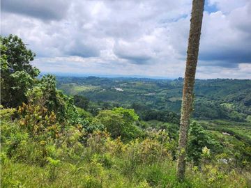 Se Vende Finca De Pastos En Salento