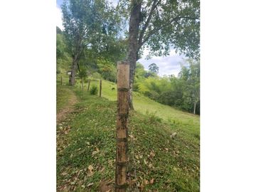 Se Vende Finca De Pastos En Salento