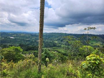 Se Vende Finca De Pastos En Salento