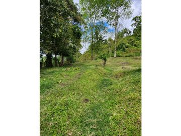 Se Vende Finca De Pastos En Salento