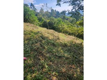 Se Vende Finca De Pastos En Salento
