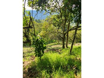 Se Vende Finca De Pastos En Salento