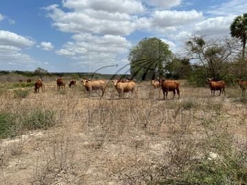 Ranchos Venta Xicoténcatl  01-RV-11520