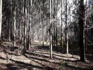 Agrícola en Venta en Venta predio forestal Santa Hilda Curacautín sin Comisión de Corretaje