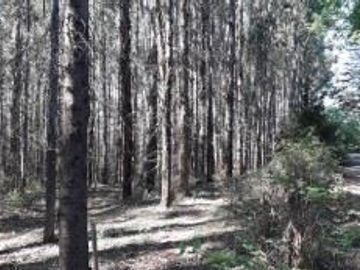 Agrícola en Venta en Venta Predio Forestal San Agustín, Curacautín Sin Comisión