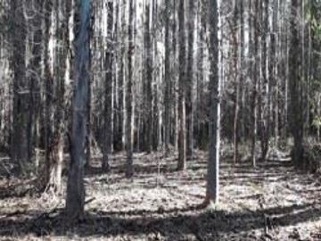 Agrícola en Venta en Venta Predio Forestal San Agustín, Curacautín Sin Comisión
