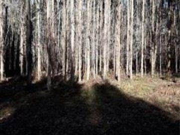 Agrícola en Venta en Venta Predio Forestal San Agustín, Curacautín Sin Comisión
