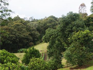 FINCA VENTA VIA SAN ANTONIO LA CEJA DE 14.050 M2