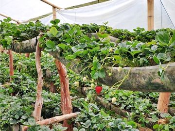 Finca Campestre de Ensueño en 9,000 m2: ¡Todo Incluido!