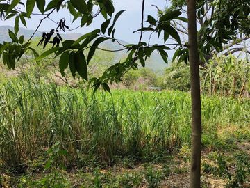 Rancho en Venta en Tapanatepec Oaxaca