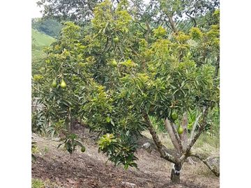 SE VENDE PRECIOSA FINCA EN CONJUNTO CERRADO SECTOR LA MANUELA
