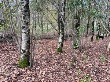 ISLA SUBDIVIDIDA CON ROL PROPIO ESPECIAL PARA INVERSIÓN