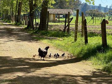 PARCELAS CRÉDITO DIRECTO EN VICHUQUÉN A 10 MINUTOS PLAYA