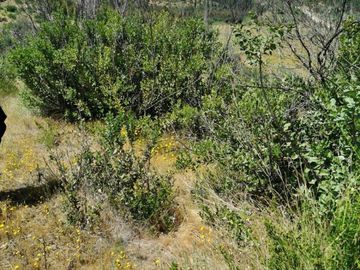 PARCELAS EN HUALAÑE 5000M2 ROL PROPIO TOPOGRAFÍA EN ALTURA