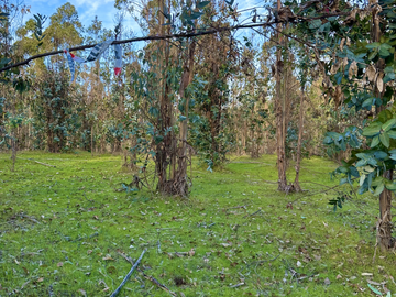 PARCELAS EN VICHUQUÉN A MINUTOS PLAYA LLICO FINANCIAMIENTO