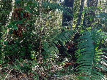 Precioso terreno con estero y bosque nativo en Panguilelfun