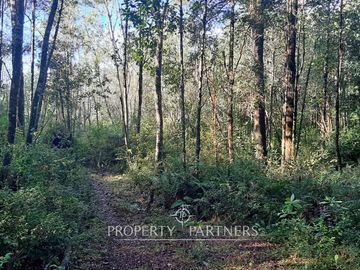 Precioso terreno con estero y bosque nativo en Panguilelfun