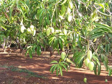 Empacadora de fruta y más de 3 hectareas de mango en las Varas, Nayarit