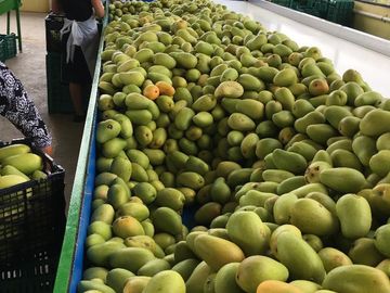 Empacadora de fruta y más de 3 hectareas de mango en las Varas, Nayarit
