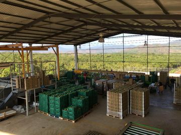 Empacadora de fruta y más de 3 hectareas de mango en las Varas, Nayarit