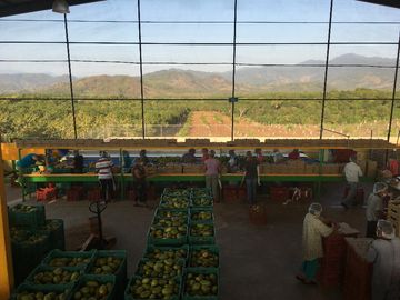 Empacadora de fruta y más de 3 hectareas de mango en las Varas, Nayarit