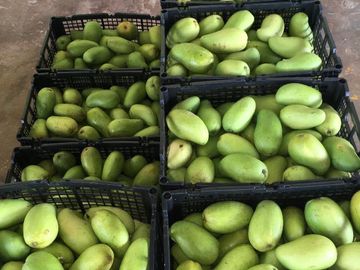 Empacadora de fruta y más de 3 hectareas de mango en las Varas, Nayarit