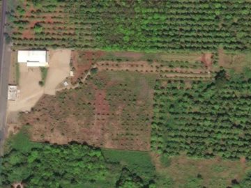 Empacadora de fruta y más de 3 hectareas de mango en las Varas, Nayarit