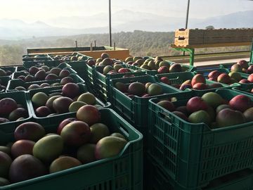 Empacadora de fruta y más de 3 hectareas de mango en las Varas, Nayarit