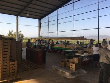 Empacadora de fruta y más de 3 hectareas de mango en las Varas, Nayarit