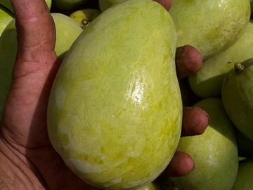 Empacadora de fruta y más de 3 hectareas de mango en las Varas, Nayarit