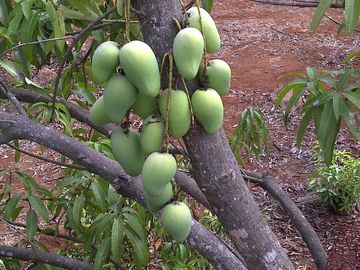 Empacadora de fruta y más de 3 hectareas de mango en las Varas, Nayarit