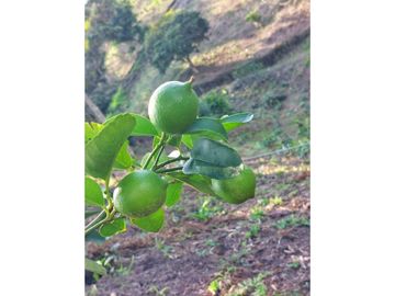 VENTA FINCA TURISMO PLANTACION CAFETERA VERGARA CUNDINAMARCA