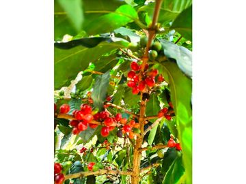 VENTA FINCA TURISMO PLANTACION CAFETERA VERGARA CUNDINAMARCA