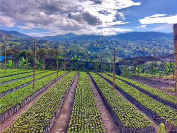 VENTA FINCA TURISMO PLANTACION CAFETERA VERGARA CUNDINAMARCA
