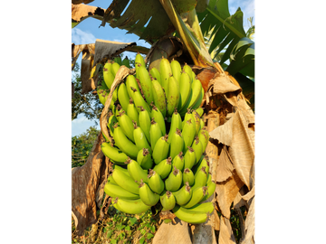 VENTA FINCA TURISMO PLANTACION CAFETERA VERGARA CUNDINAMARCA