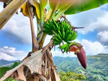 VENTA FINCA TURISMO PLANTACION CAFETERA VERGARA CUNDINAMARCA