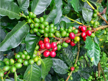 VENTA FINCA TURISMO PLANTACION CAFETERA VERGARA CUNDINAMARCA