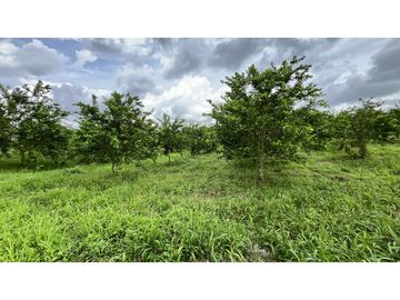 VENTA DE FINCA EN ULLOA, VALLE, COLOMBIA