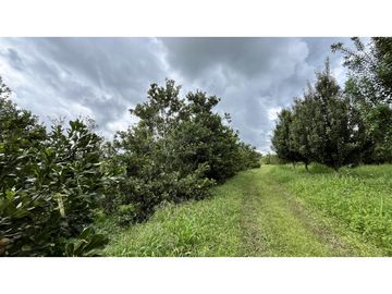 VENTA DE FINCA EN ULLOA, VALLE, COLOMBIA
