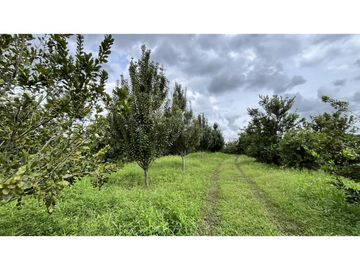 VENTA DE FINCA EN ULLOA, VALLE, COLOMBIA