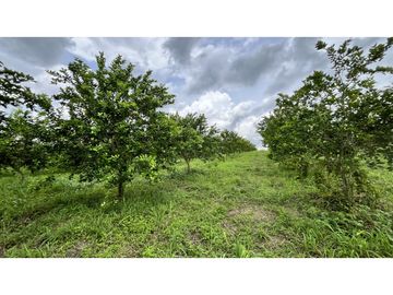 VENTA DE FINCA EN ULLOA, VALLE, COLOMBIA