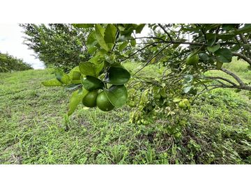 VENTA DE FINCA EN ULLOA, VALLE, COLOMBIA