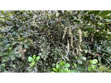 VENTA DE FINCA EN ULLOA, VALLE, COLOMBIA